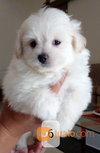Anak anjing campuran pom poodle