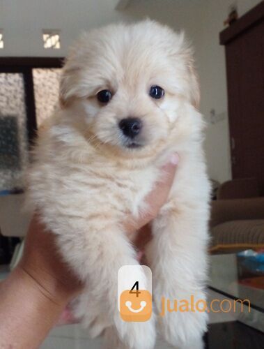Anak anjing campuran pom poodle