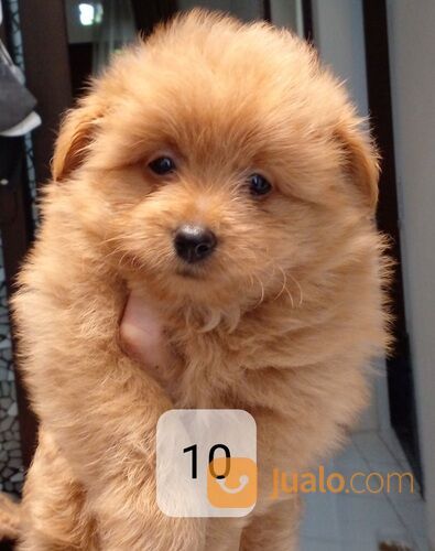 Anak anjing campuran pom poodle