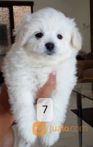 Anak anjing campuran pom poodle