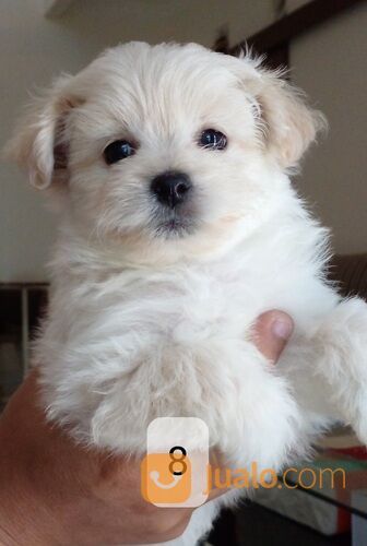 Anak anjing campuran pom poodle