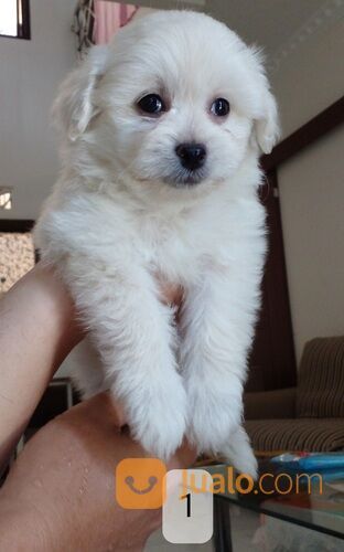 Anak anjing campuran pom poodle