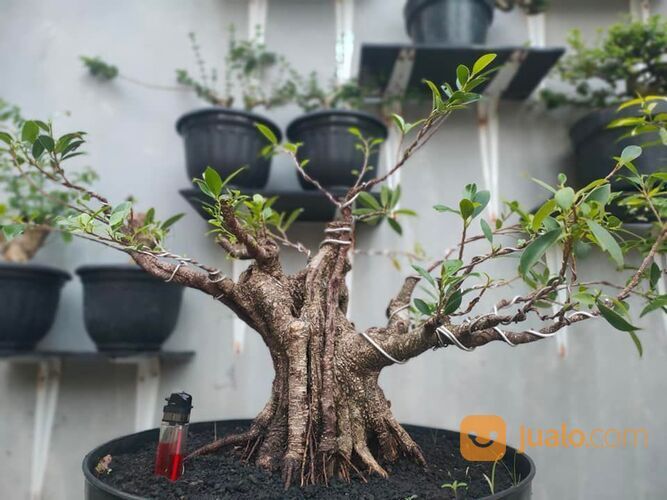 Bonsai Kimeng Berkarakter: Kecantikan yang Menarik di Taman dan Beranda Anda