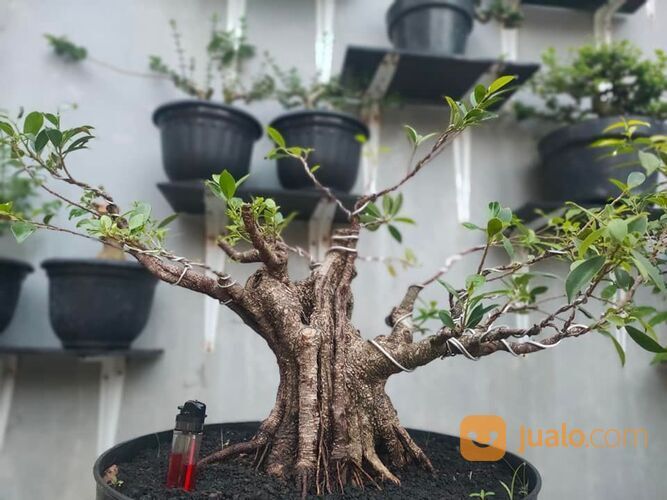 Bonsai Kimeng Berkarakter: Kecantikan yang Menarik di Taman dan Beranda Anda