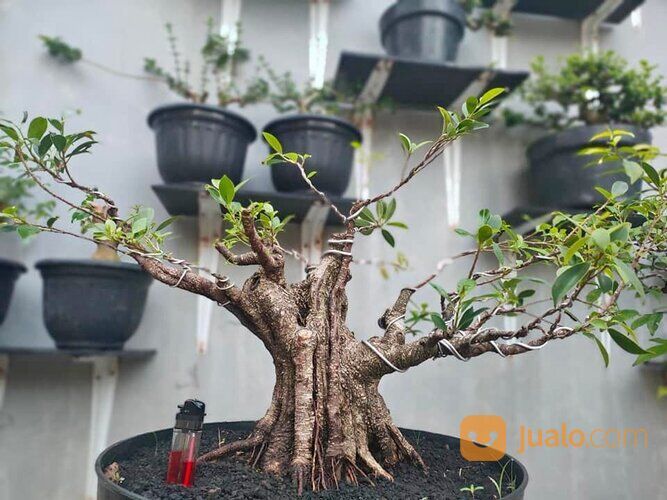 Bonsai Kimeng Berkarakter: Kecantikan yang Menarik di Taman dan Beranda Anda