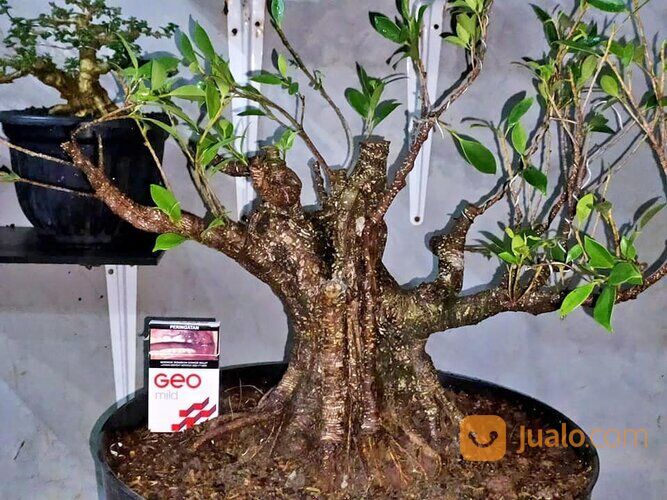Bonsai Kimeng Berkarakter: Kecantikan yang Menarik di Taman dan Beranda Anda