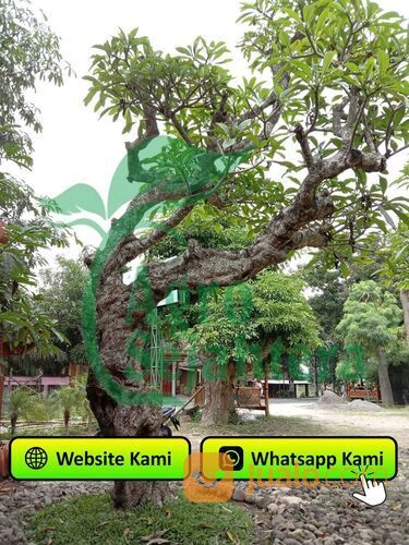 Kamboja Fosil Hub 0812-4947-0015 Kabupaten Karanganyar