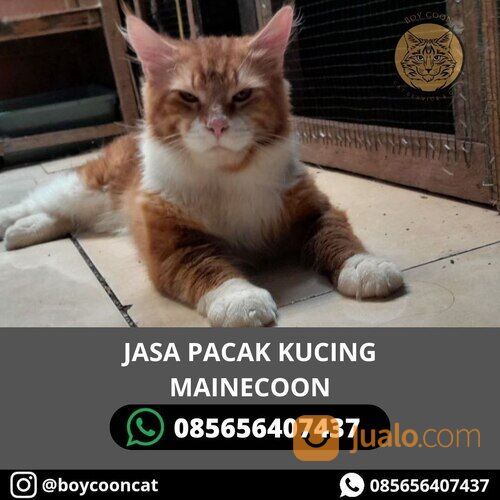 JASA PACAK KUCING MAINECOON