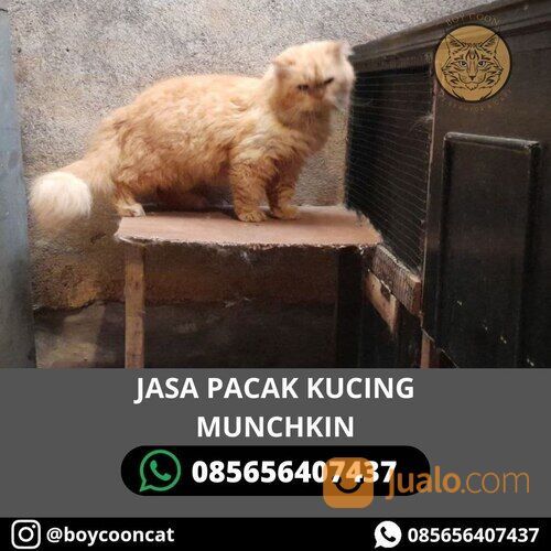 JASA PACAK KUCING MUNCHKIN