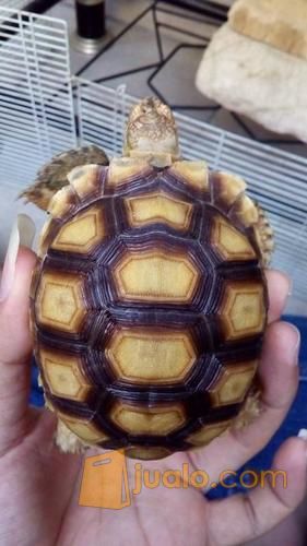 Kura - kura Darat Sulcata Dotless & Leopard Pardalis (Tortoise)