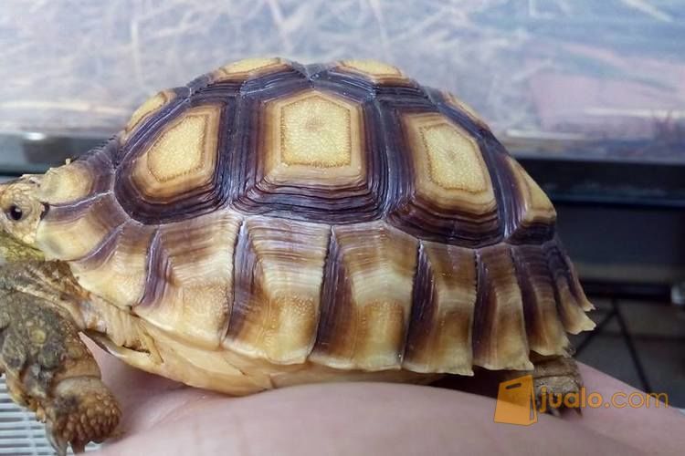 Kura - kura Darat Sulcata Dotless & Leopard Pardalis (Tortoise)