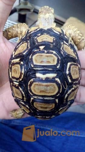 Kura - kura Darat Sulcata Dotless & Leopard Pardalis (Tortoise)