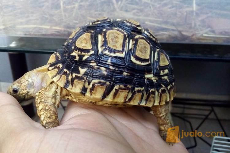 Kura - kura Darat Sulcata Dotless & Leopard Pardalis (Tortoise)