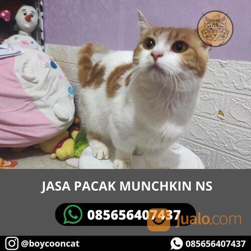 JASA PACAK MUNCHKIN NS