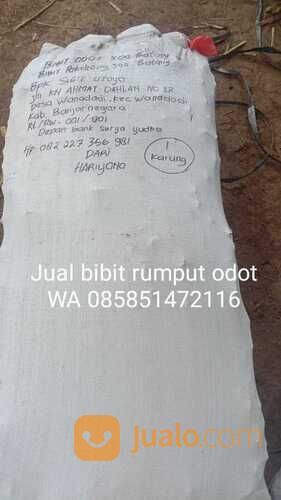 Bibit Rumput Odot Boyolali Free Ongkir Sampai Lokasi