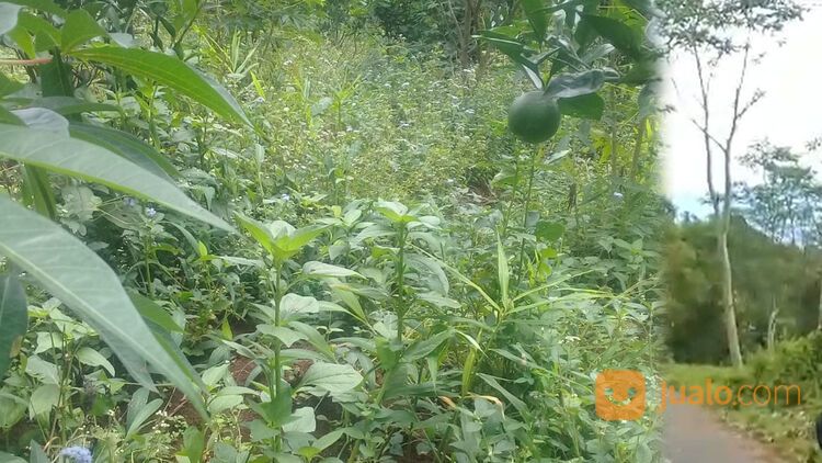 TANAH LUAS 2,5HA DI WAGIR MALANG