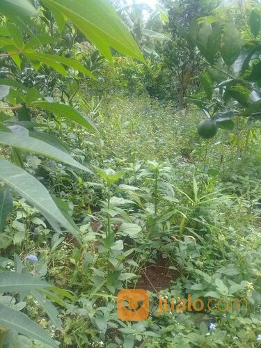 TANAH LUAS 2,5HA DI WAGIR MALANG