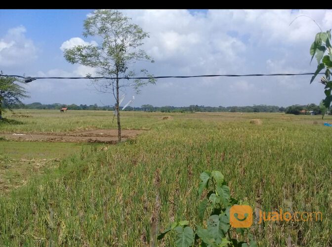 Tanah 100 sampai 1000 hektar Subang Indramayu Jawa barat