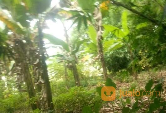 Tanah komersil 5 hektar Cileungsi Bogor.