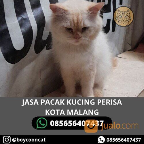 JASA PACAK KUCING PERSIA KOTA MALANG20000