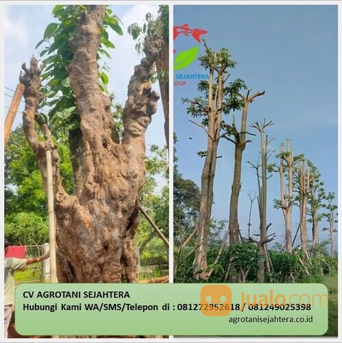 Pohon Pule Kabupaten Karangasem Terpercaya 081272952618 Bergaransi