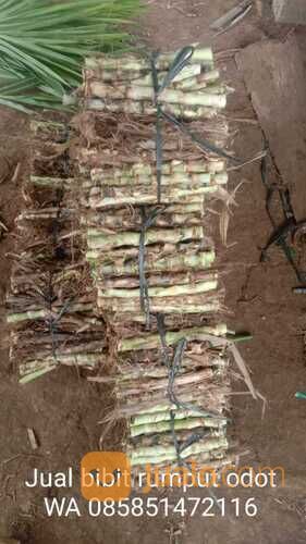 Bibit Rumput Odot Boyolali Untuk Pakan Ternak