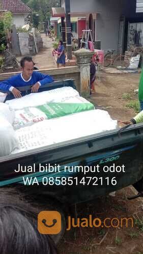 Bibit Rumput Odot Boyolali Untuk Pakan Ternak
