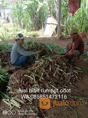 Bibit Rumput Odot Boyolali Untuk Pakan Ternak