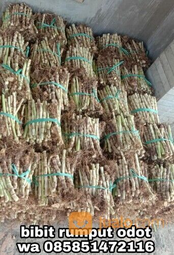 Bibit Rumput Odot Boyolali Untuk Pakan Ternak