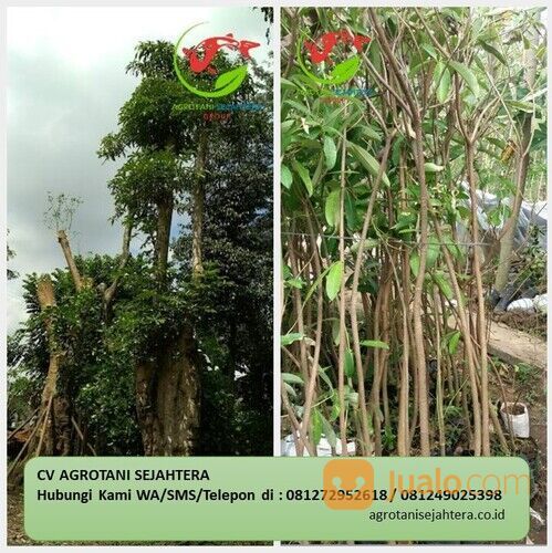 Pohon Pule Kota Denpasar Terpercaya 081272952618 Bergaransi