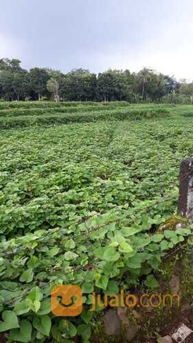 Tanah Kawasan Linggarjati Kuningan - Harga Nego