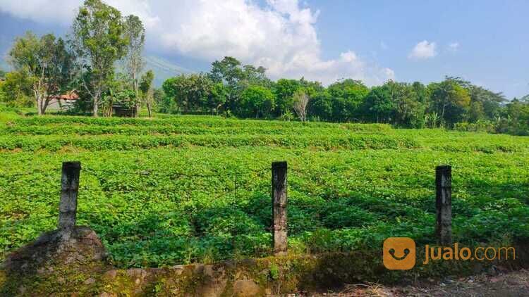 Tanah Kawasan Linggarjati Kuningan - Harga Nego