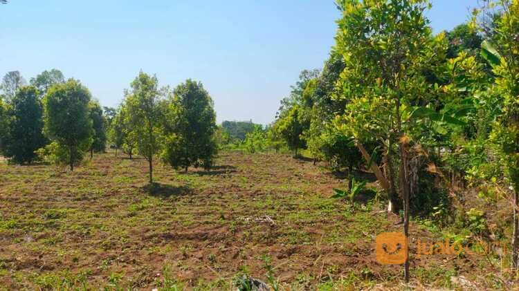 Tanah Kawasan Linggarjati Kuningan - Harga Nego