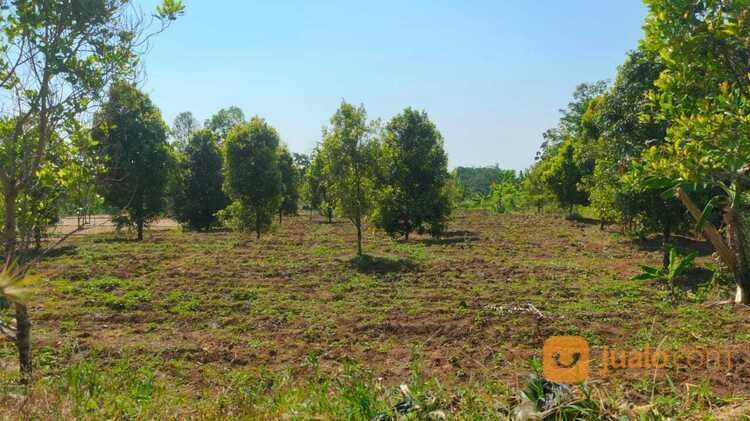 Tanah Kawasan Linggarjati Kuningan - Harga Nego