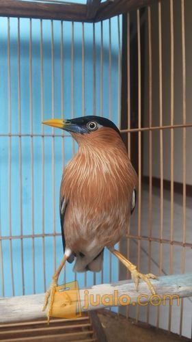 burung jalak brahmana