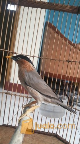 burung jalak brahmana