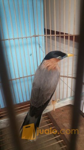 burung jalak brahmana
