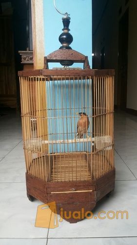 burung jalak brahmana