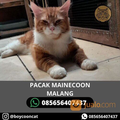 PACAK MAINECOON MALANG