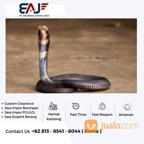 Jasa Exsport Rebtil | Spesialis Exsport Binatang