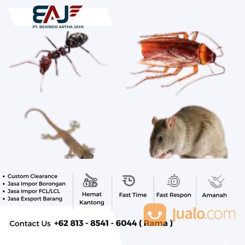 Jasa Exsport Rebtil | Spesialis Exsport Binatang