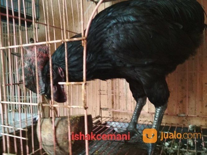 Ayam Tukung Hitam Jantan Dewasa Super Langka Dan Sangat Jarang Ada