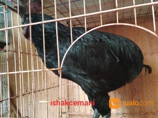 Ayam Tukung Hitam Jantan Dewasa Super Langka Dan Sangat Jarang Ada
