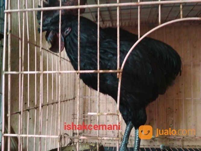 Ayam Tukung Hitam Jantan Dewasa Super Langka Dan Sangat Jarang Ada