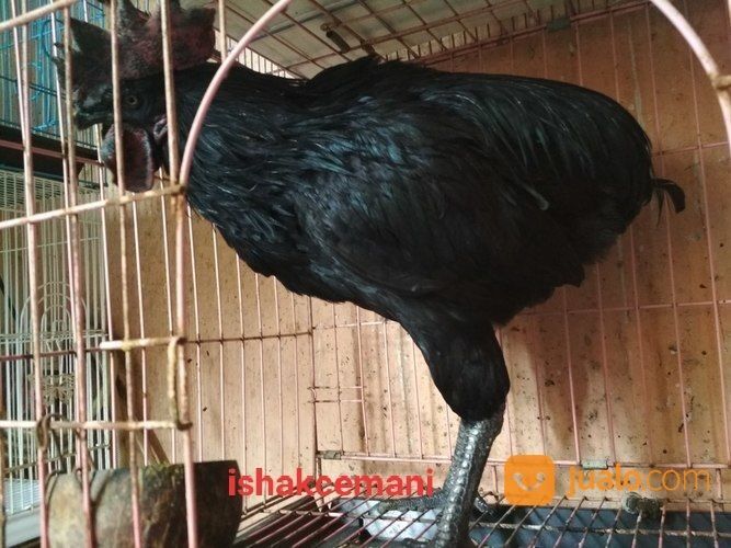 Ayam Tukung Hitam Jantan Dewasa Super Langka Dan Sangat Jarang Ada
