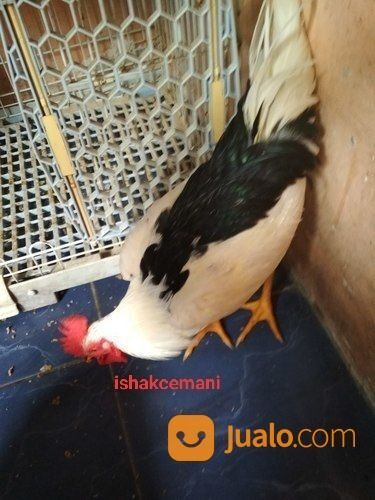 Ayam Tulak Jantan Dewasa Mantap Kwalitas Super Dijamin Aduhai