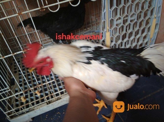 Ayam Tulak Jantan Dewasa Mantap Kwalitas Super Dijamin Aduhai
