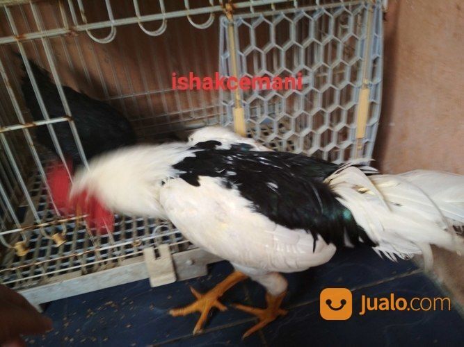 Ayam Tulak Jantan Dewasa Mantap Kwalitas Super Dijamin Aduhai