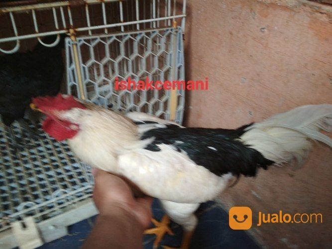 Ayam Tulak Jantan Dewasa Mantap Kwalitas Super Dijamin Aduhai