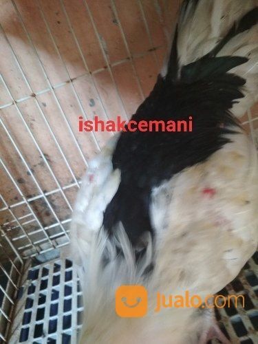 Ayam Tulak Jantan Dewasa Unik Dan Sangat Langka Jarang Ada